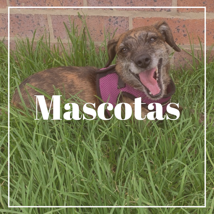 Mascotas
